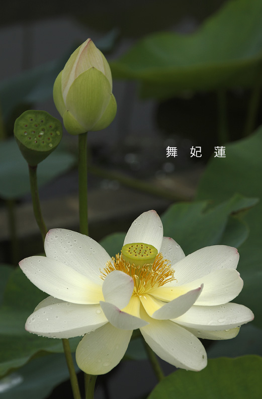 saisin2019.7.16-17.jpg
