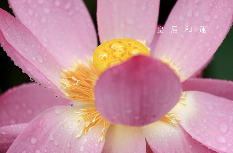 saisin2019.7.16-2.jpg