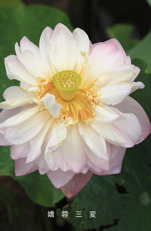 saisin2019.7.16-7.jpg
