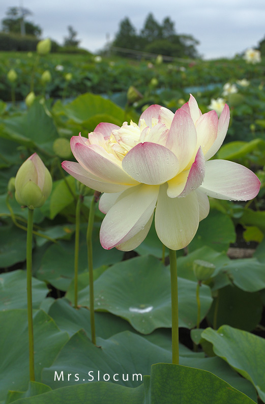 saisin2019.7.16-11.jpg
