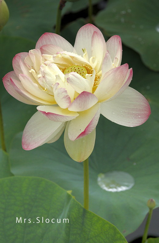 saisin2019.7.16-12.jpg