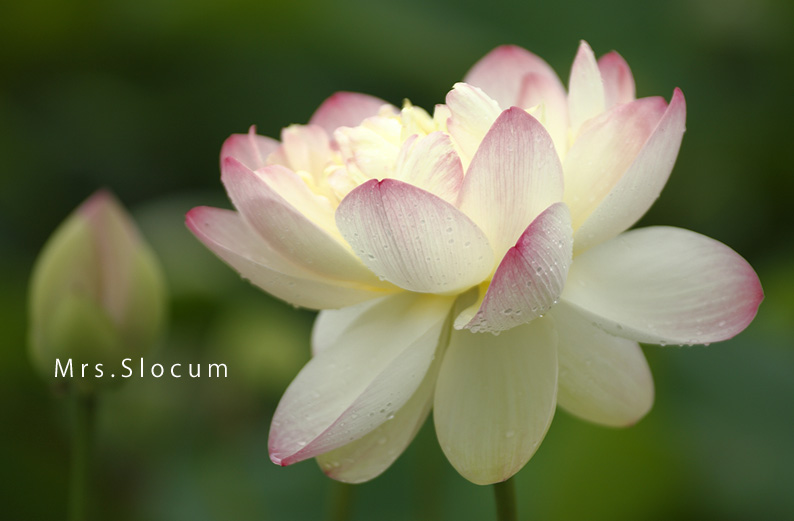 saisin2019.7.16-13.jpg