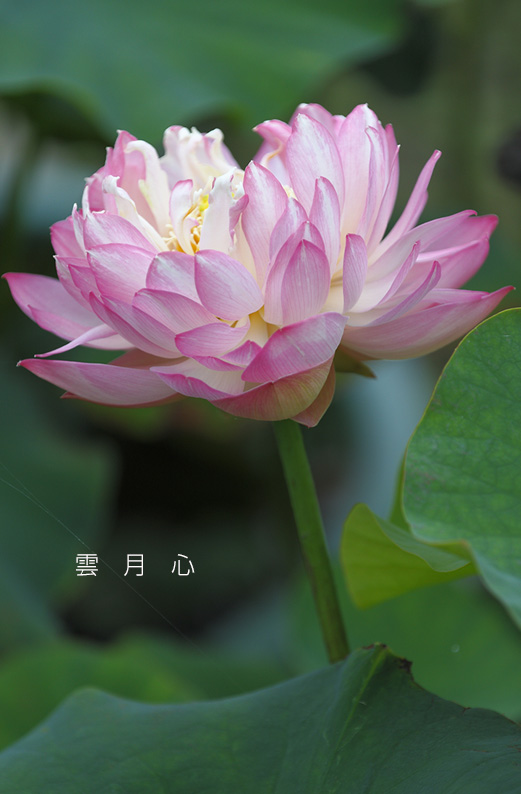saisin2019.7.18-2.jpg