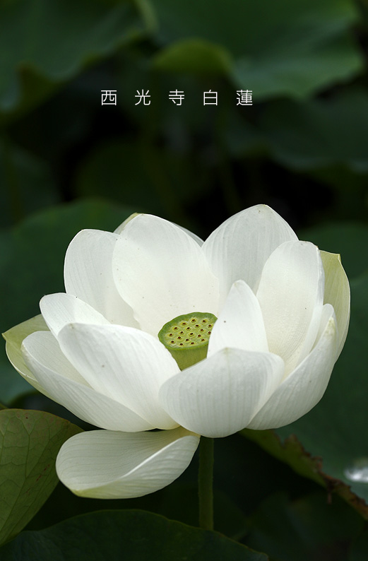 saisin2019.7.18-5.jpg