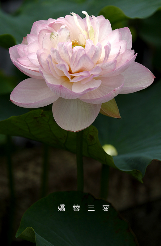 saisin2019.7.18-7.jpg