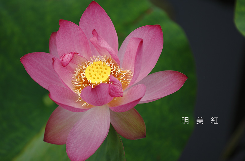 saisin2019.7.18-8.jpg