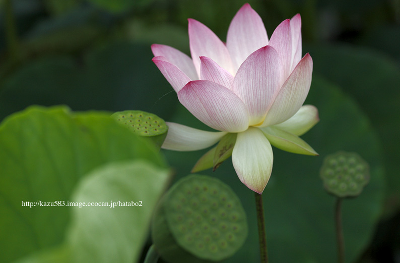 saisin2019.7.18-9.jpg