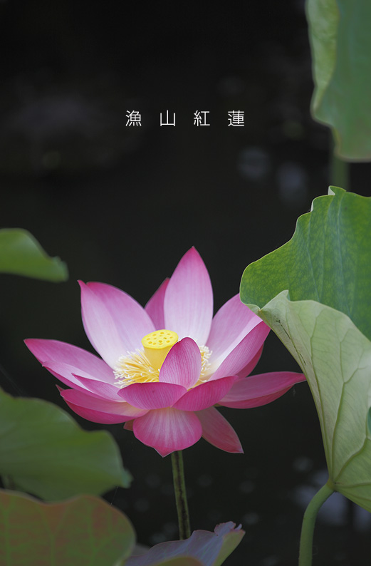 saisin2019.7.18-11.jpg