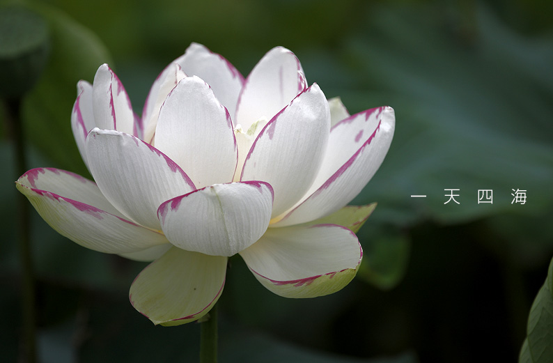 saisin2019.7.18-12.jpg