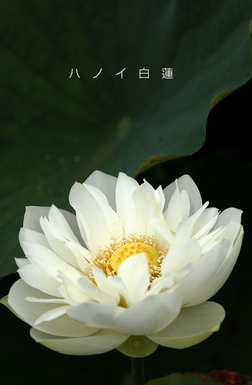 saisin2019.7.18-14.jpg