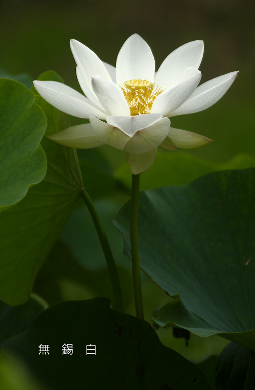 saisin2019.7.18-15.jpg