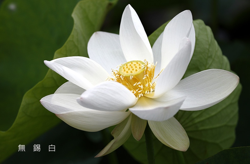 saisin2019.7.18-16.jpg