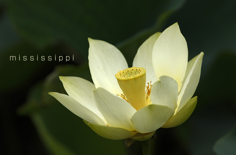 saisin2019.7.18-17.jpg