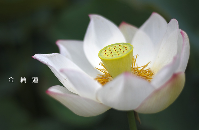 saisin2019.7.18-22.jpg