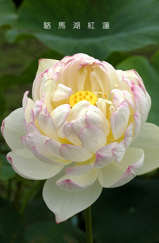 saisin2019.7.18-23.jpg