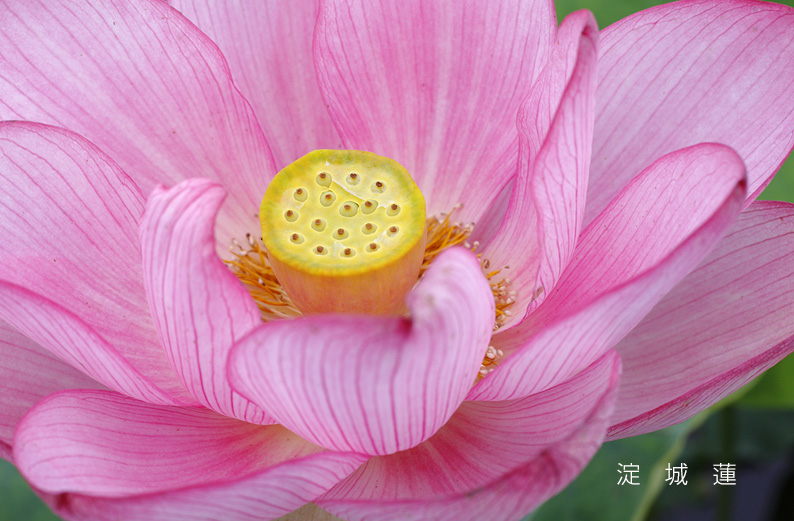saisin2019.7.18-24.jpg