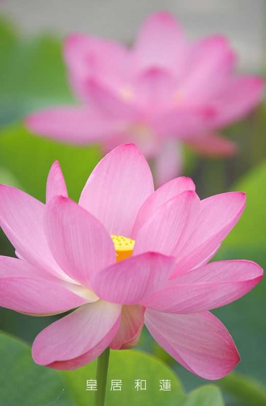 saisin2019.7.18-27.jpg