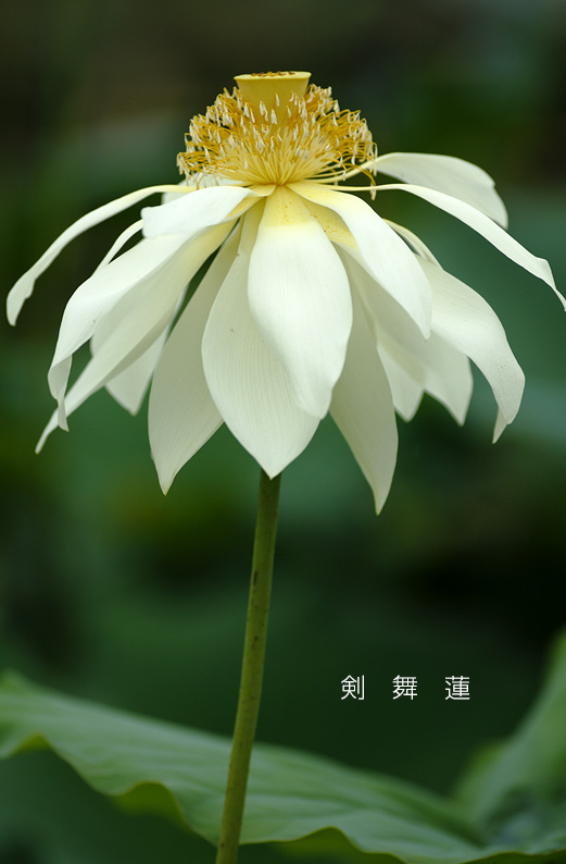 saisin2019.7.21-29.jpg