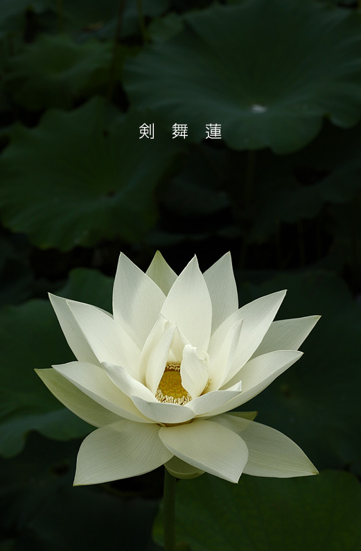 saisin2019.7.21-26.jpg