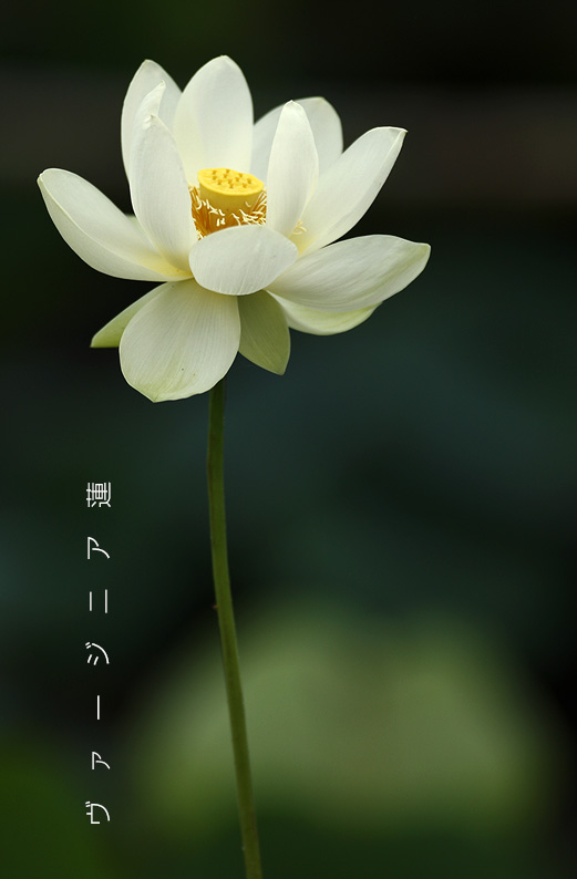 saisin2019.7.21-20-1.jpg