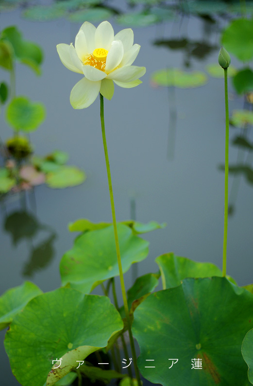saisin2019.7.21-21.jpg