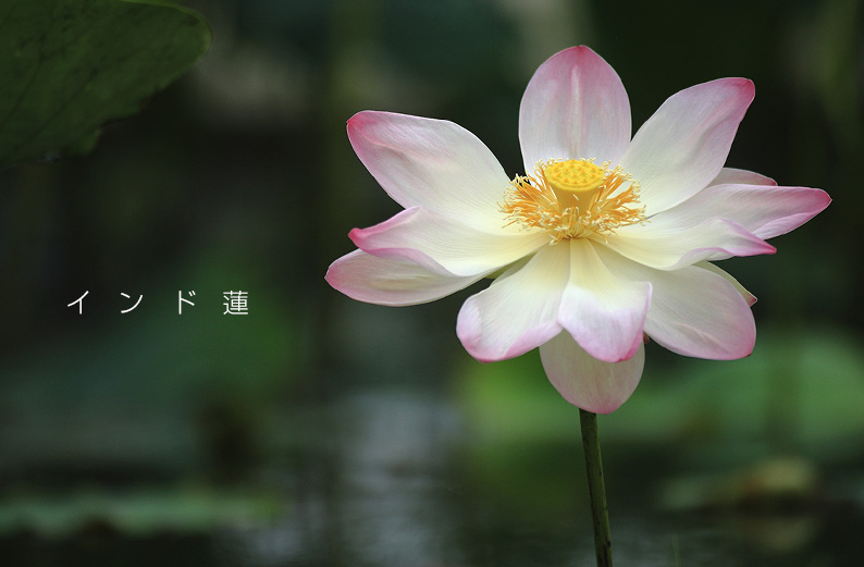 saisin2019.7.21-23.jpg