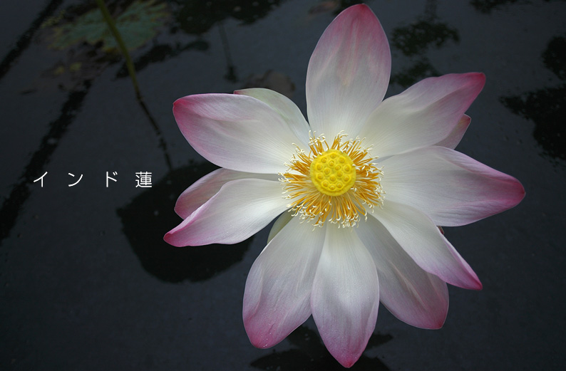 saisin2019.7.21-24.jpg