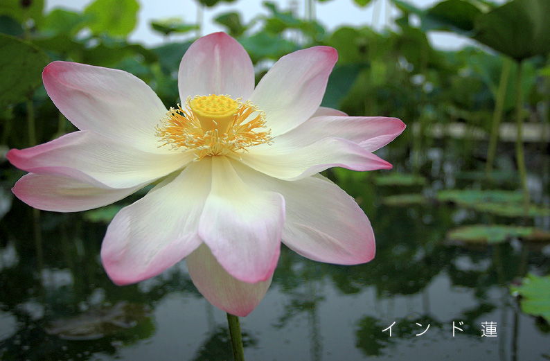 saisin2019.7.21-25.jpg