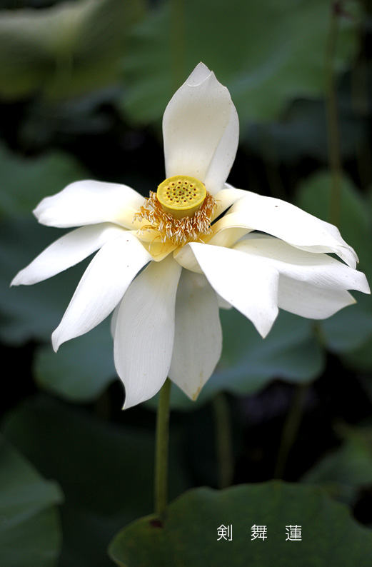 saisin2019.7.21-42.jpg
