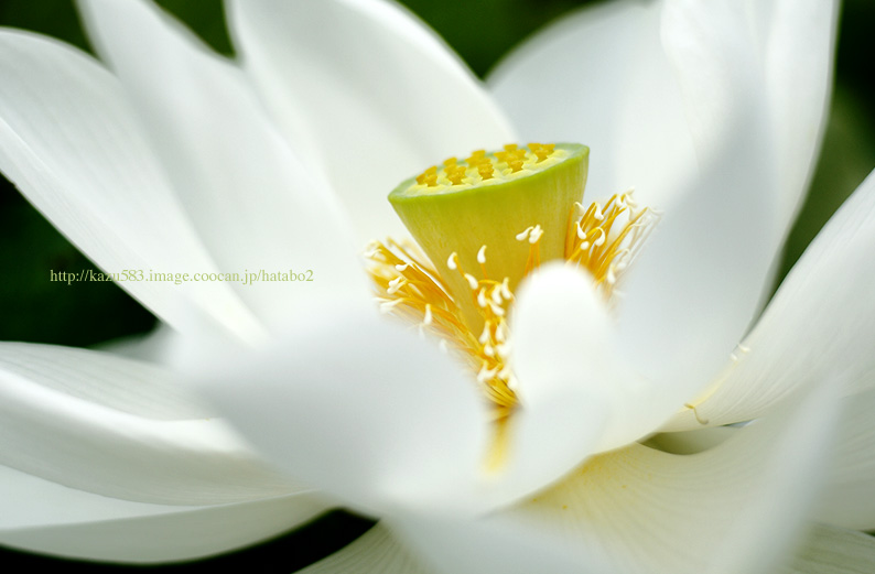 saisin2019.7.21-35.jpg