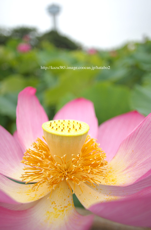 saisin2019.7.21-36.jpg