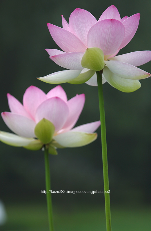 saisin2019.7.21-37.jpg