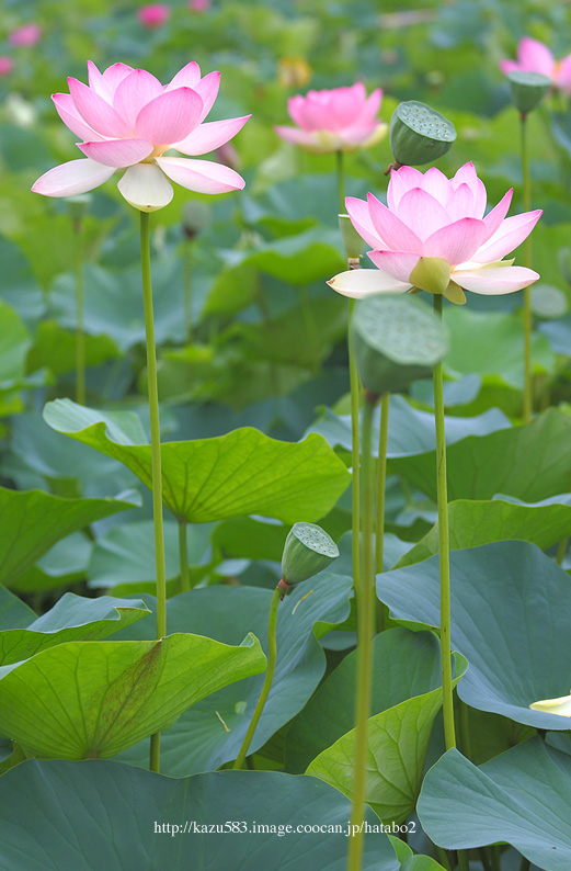 saisin2019.7.21-38.jpg
