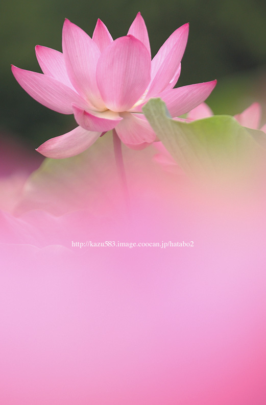saisin2019.7.21-40.jpg