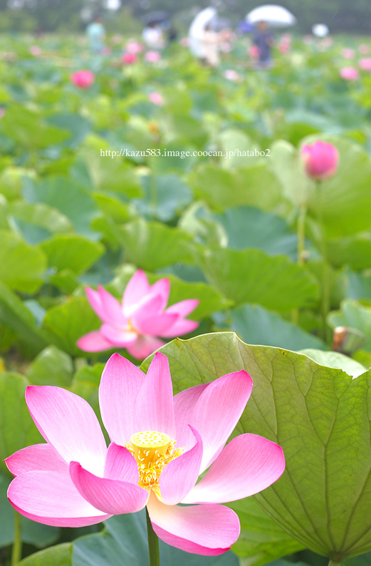 saisin2019.7.21-41.jpg
