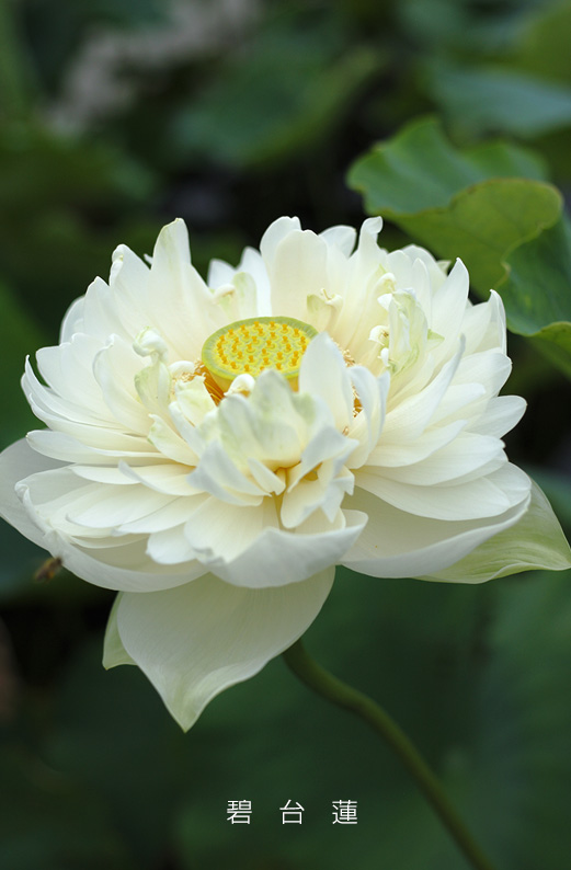 saisin2019.7.21-1.jpg