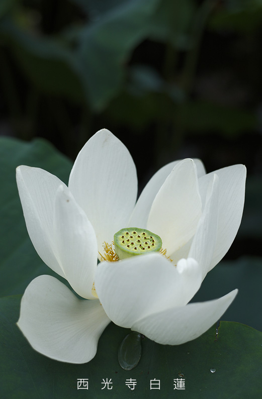 saisin2019.7.21-2.jpg