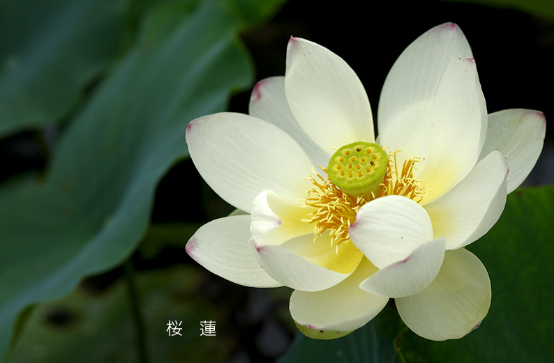 saisin2019.7.21-3.jpg