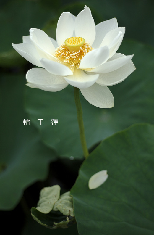 saisin2019.7.21-4.jpg