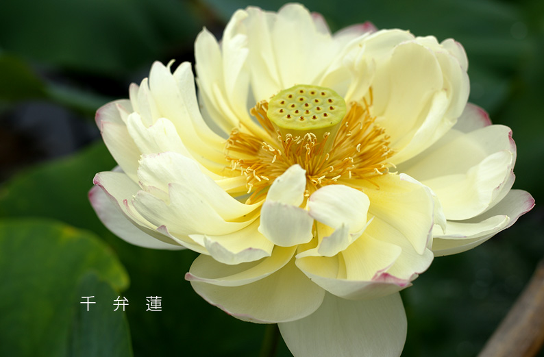 saisin2019.7.21-5.jpg