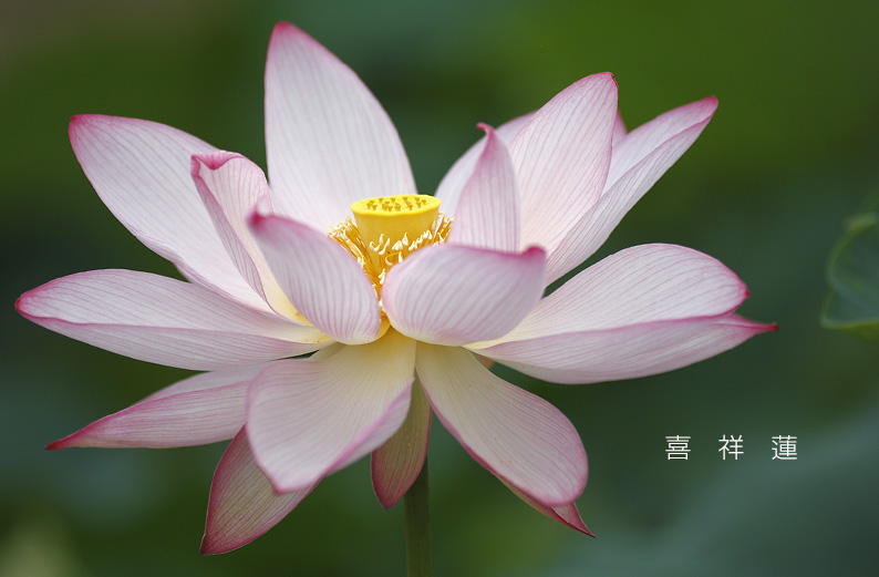 saisin2019.7.21-10.jpg