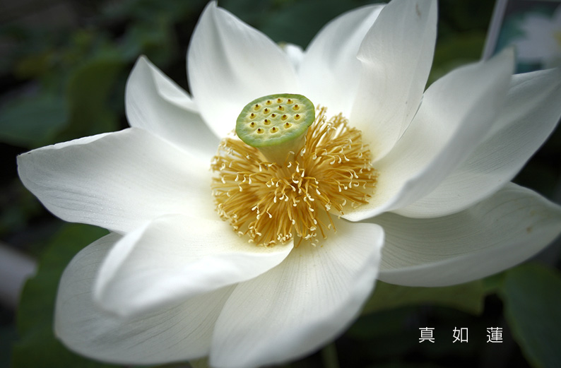 saisin2019.7.21-11.jpg