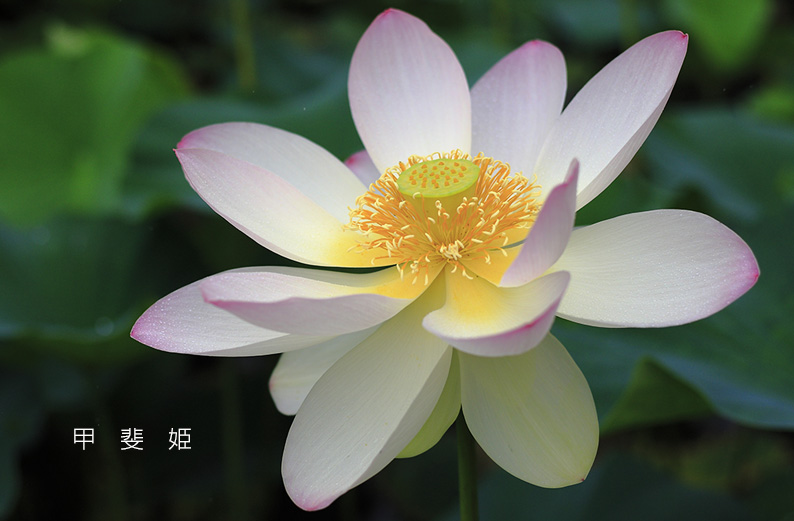 saisin2019.7.21-12.jpg