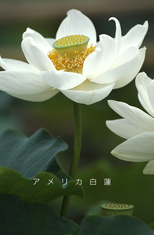 saisin2019.7.21-14.jpg
