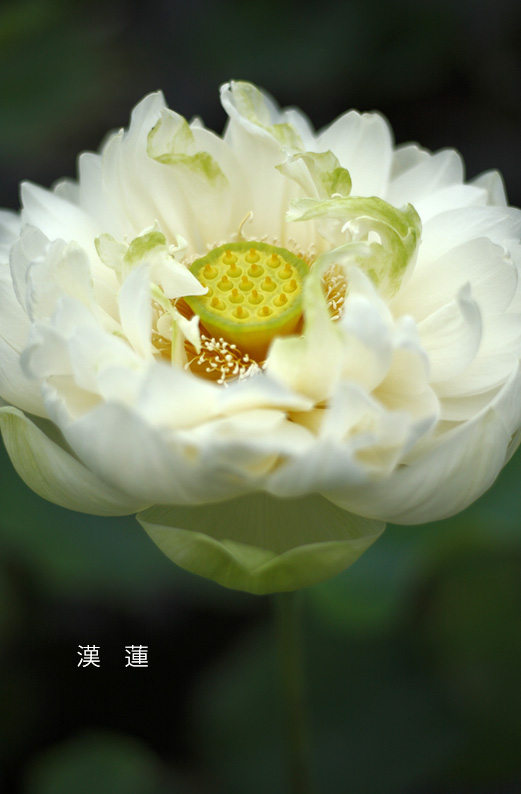 saisin2019.7.21-17.jpg