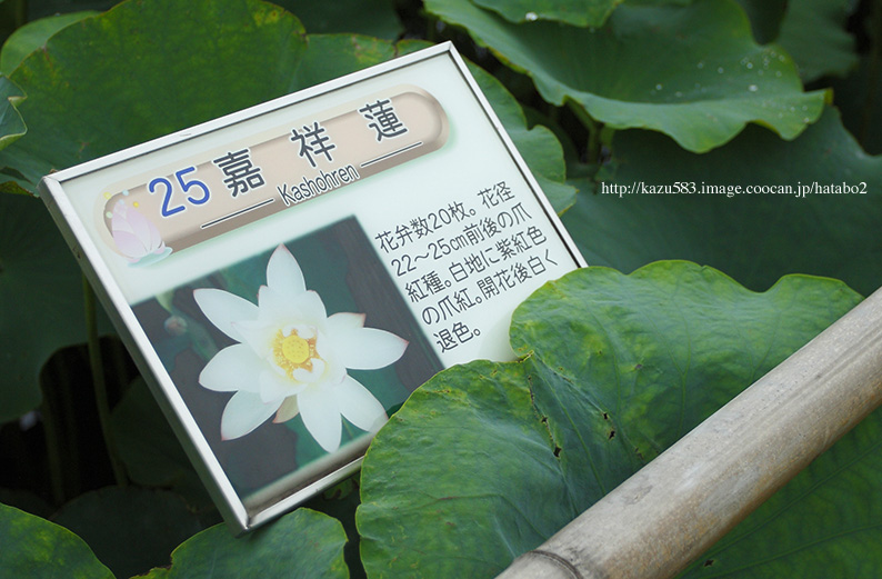 saisin2019.7.22-4.jpg