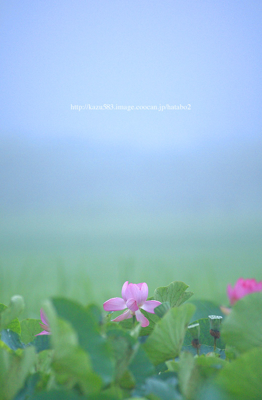saisin2019.7.23-3--2.jpg