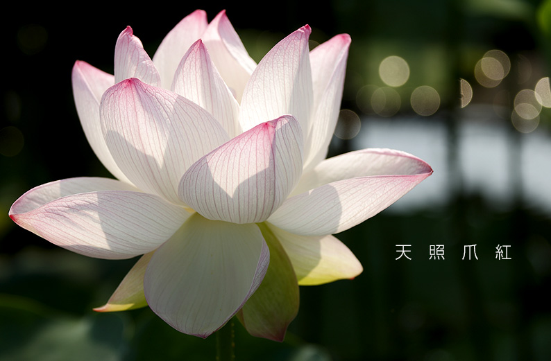 saisin2019.7.31-7.jpg