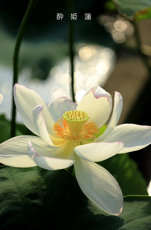 saisin2019.7.31-14.jpg