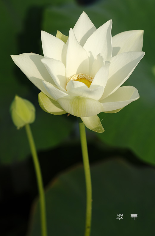 saisin2019.7.31-9.jpg